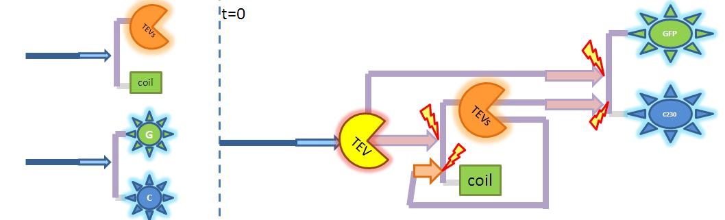 Diagram illustrating 2-step amplification. Enzyme activates another enzyme which activates dioxygenase. Both pre-products have the same TEV-site, so simply produced TEV is allowed to act directly on dioxygenase too.